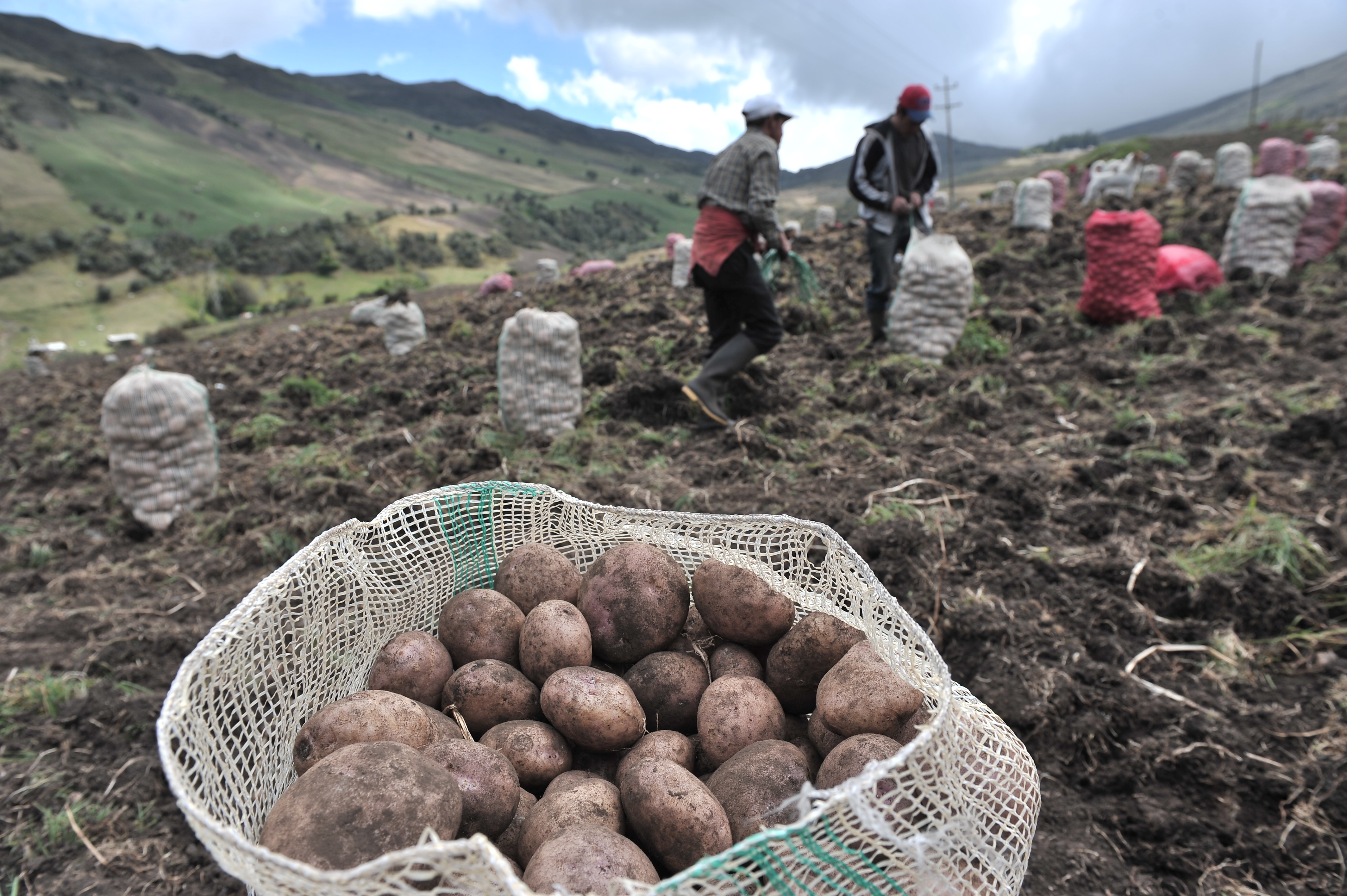 ¿De dónde vienen las papas? Probablemente de un tomate