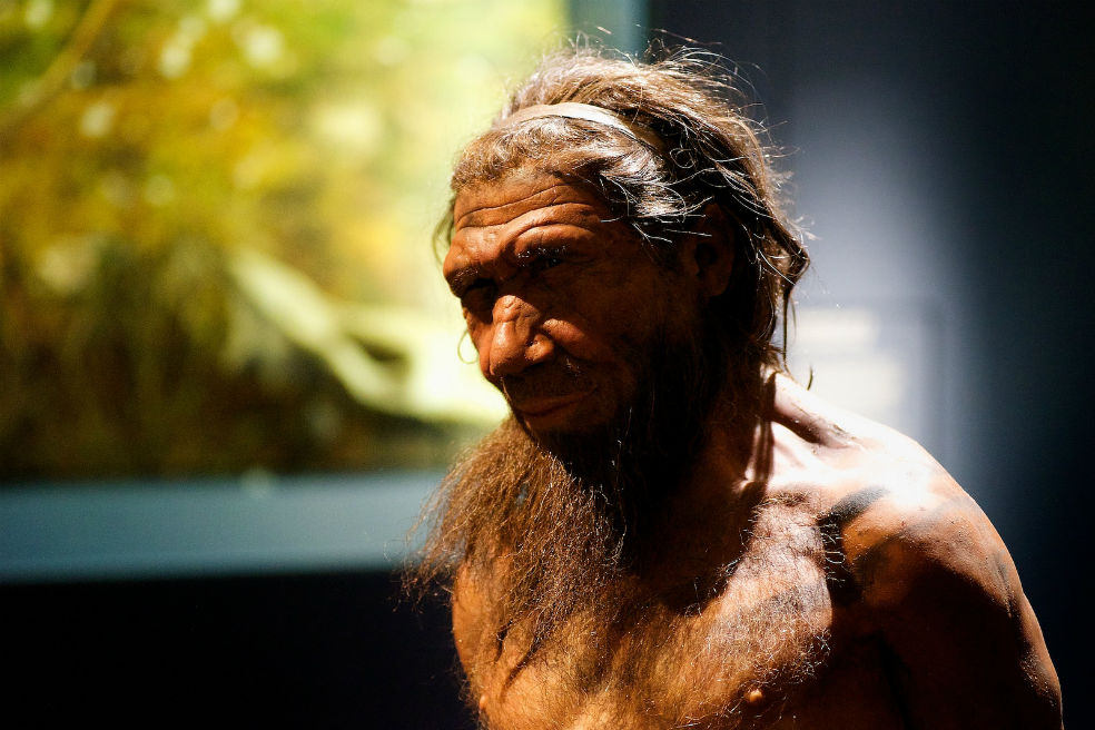 Científicos cultivarán «mini-cerebros» a partir del ADN de un Neandertal