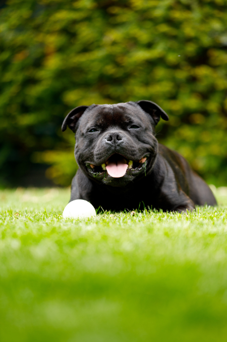 ¿Cuáles son las razas de perros potencialmente peligrosas? Conoce 5 de ellas