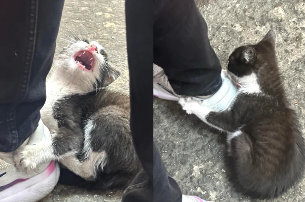 Este hambriento gatito se aferra a los pies de las personas para que lo ayuden