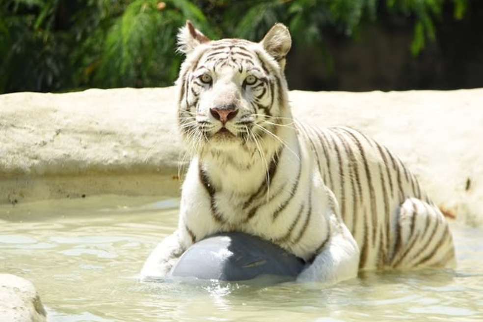 Indira, tigresa del zoológico de Cali, falleció tras incidente con su hijo Kanú