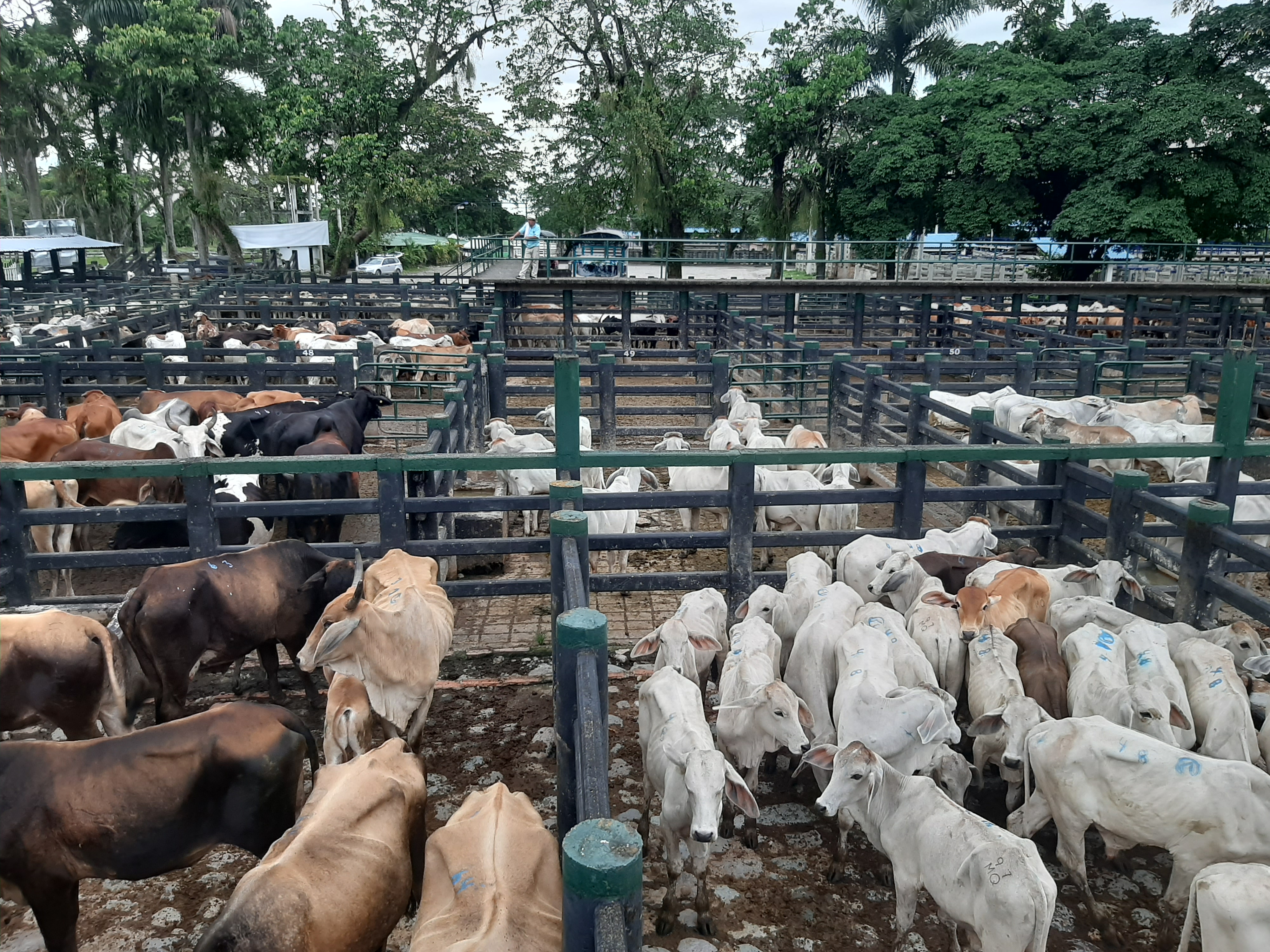 En los corrales del complejo ganadero de Catama en Villavicencio se compra y vende la mayor parte del ganado que es sacrificado en el Frigorífico de Oriente- Frigoriente, y que es comercializado en Bogotá y Villavicencio.