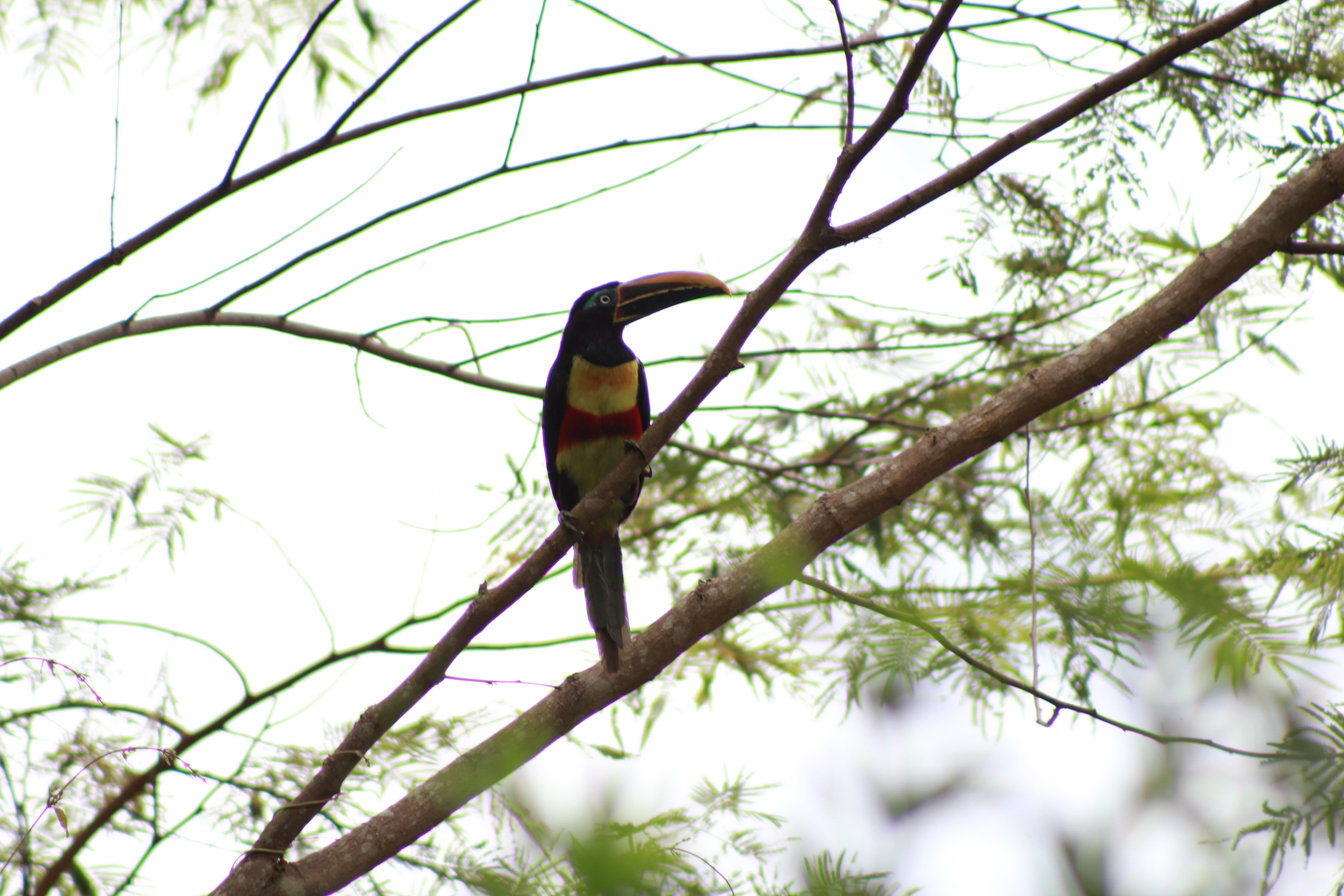 El Yátaro pechirrojo es una de las aves que se pueden ver en el municipio de Mesetas.