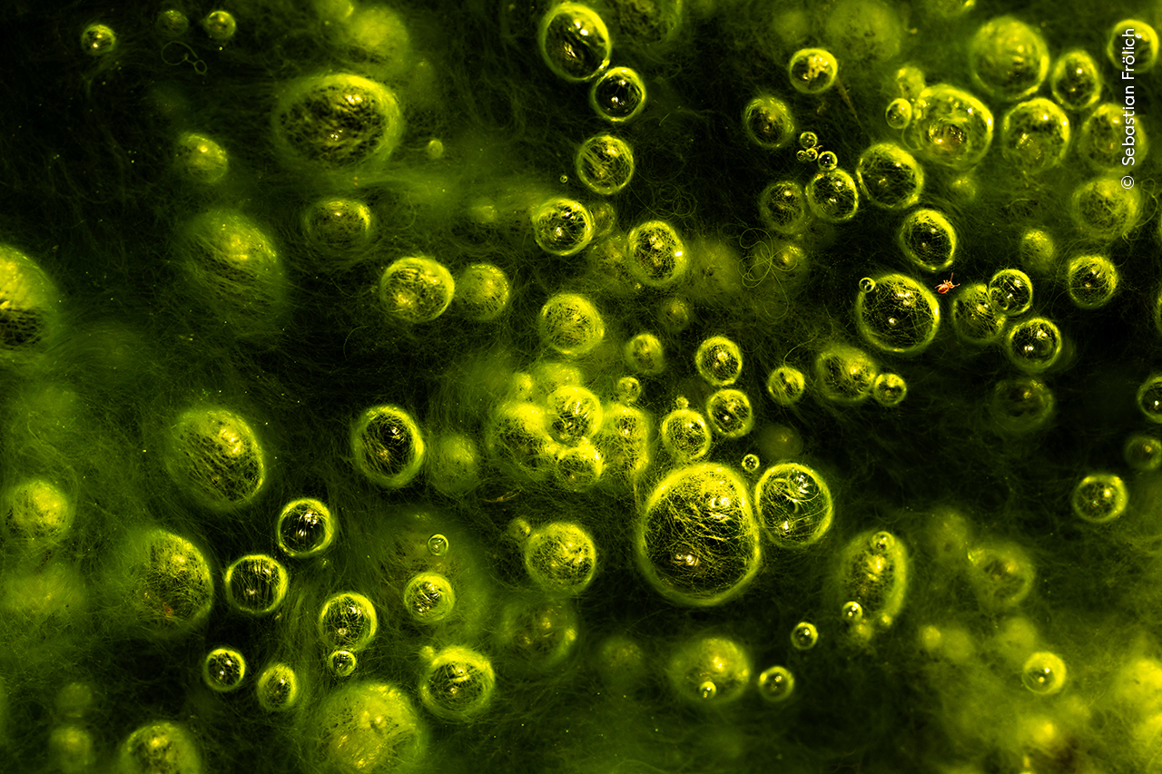 Ganador: Humedales, la visión global

Sebastian Frölich (Alemania) encuentra un colémbolo entre una galaxia de burbujas de gas verde neón en los páramos austriacos.

Sebastian visitó este frágil ecosistema de humedal para destacar su importancia como gran almacén de dióxido de carbono y como hábitat de una fauna diversa. Un diminuto colémbolo corría entre las burbujas de gas que escapaban a través de las algas, lo que da a esta imagen una sensación de escala.