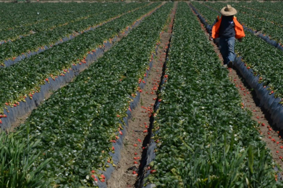 Monsanto y Supremo francés se enfrentan por intoxicación de agricultor