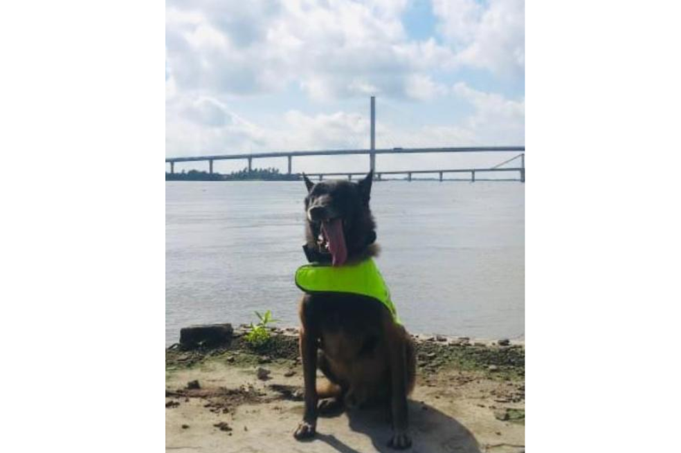 Un perro héroe: Tako, el canino que incautó 3.8 toneladas de cocaína, se jubiló