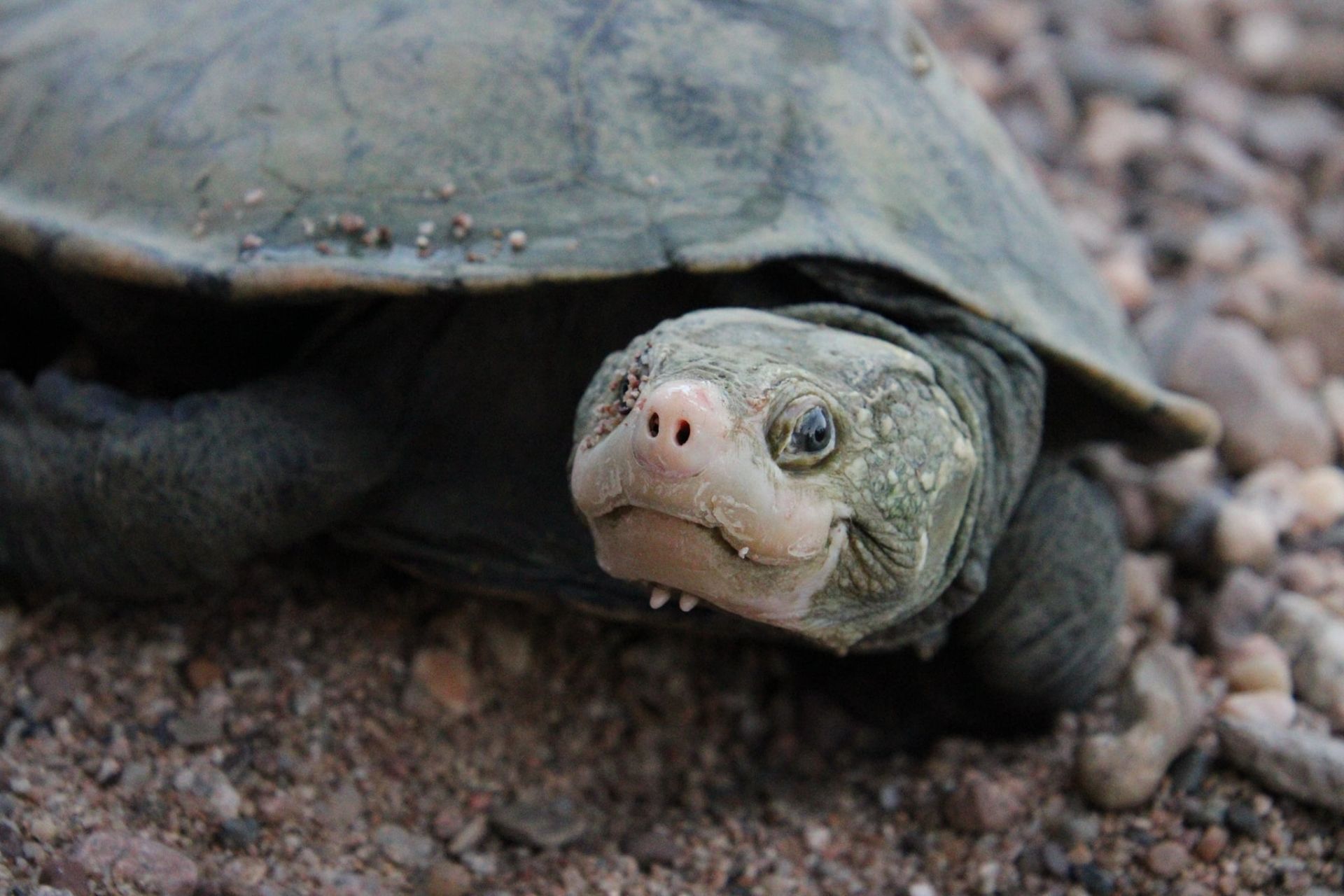 Esta tortuga estaba extinta, pero gracias al ADN ambiental la redescubrieron