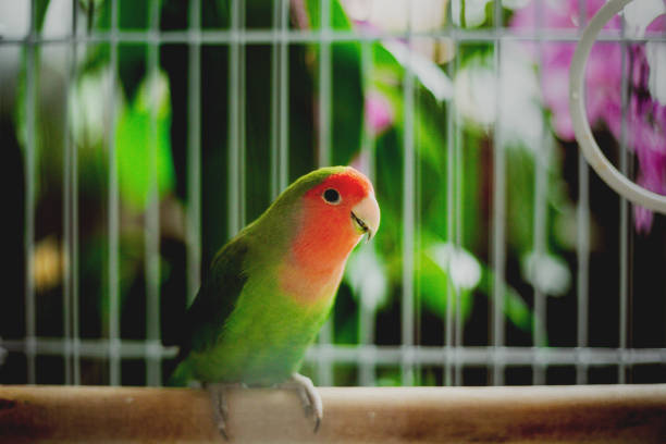 Los loros también pueden “balancearse” como los monos. Usan sus picos para hacerlo