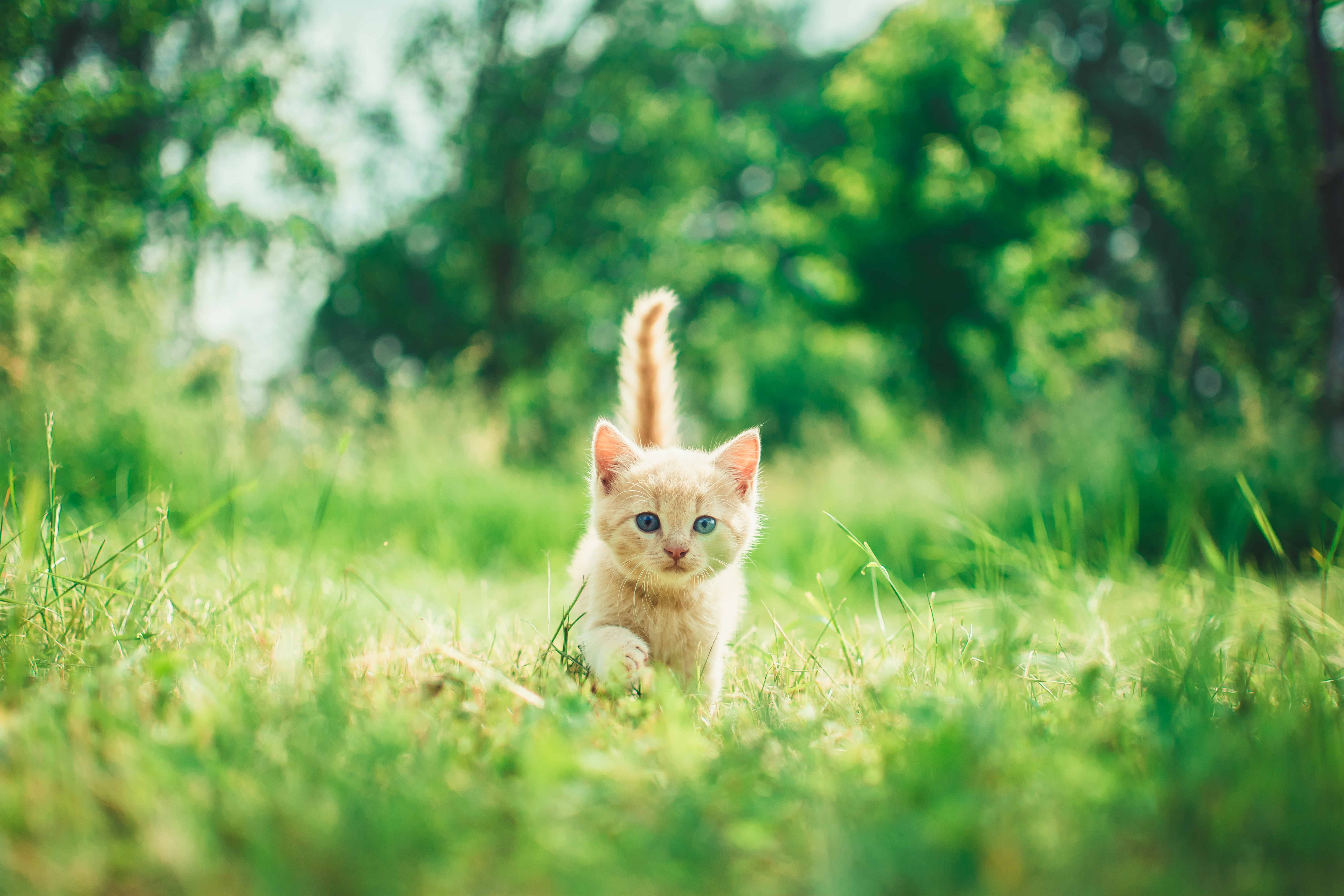 Las razas de gatos más inteligentes según expertos: ¿está su michi