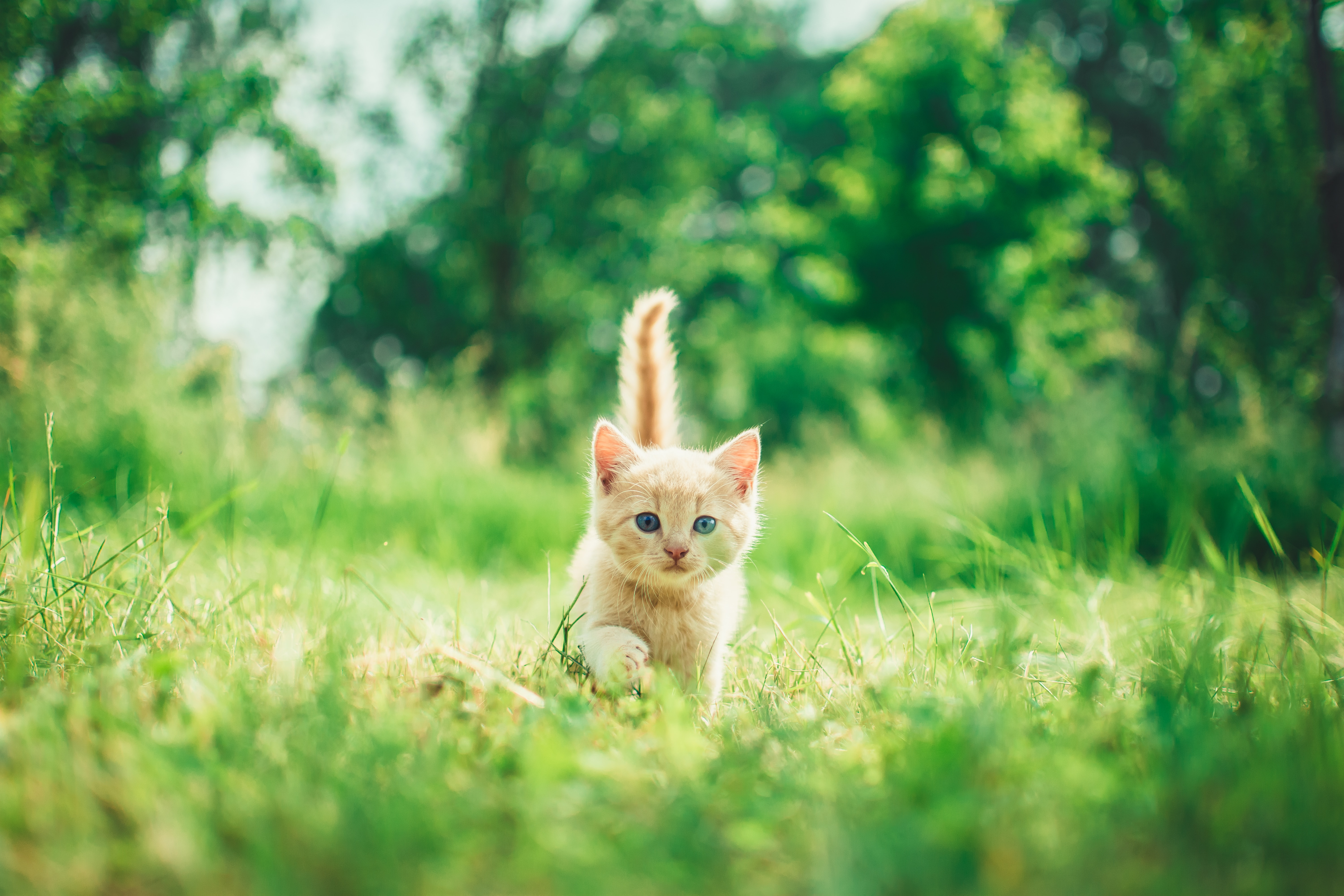 Las 10 razas de gatos más populares del mundo