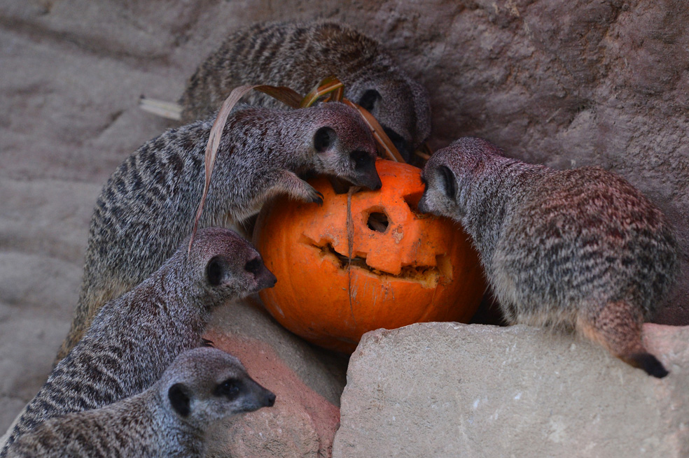 Cuando los animales se contagian de halloween