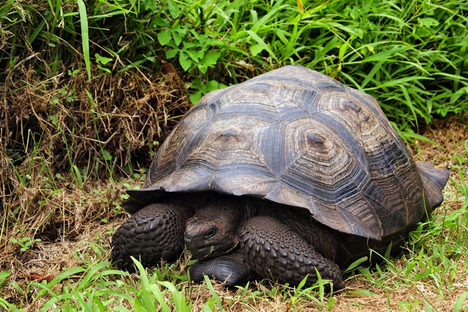 Identifican una nueva especie de tortuga gigante en Galápagos
