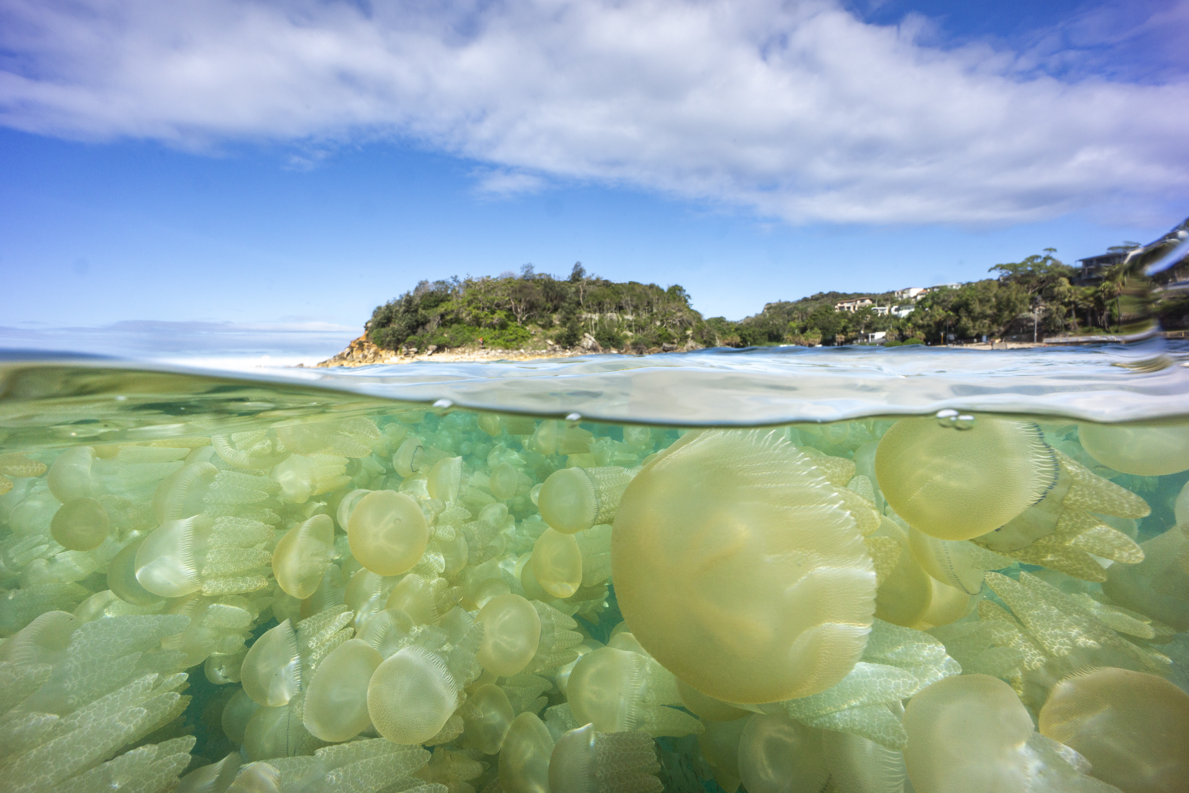 Estas son las fotografías ganadoras del 2024 TNC Oceania Photo Contest.