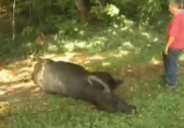 Dos búfalos sueltos generaron pánico en San Gil