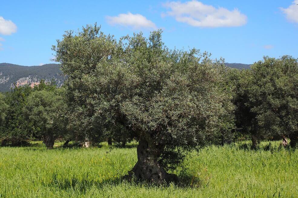 Cerca de 10.000 militares cuidarán el medioambiente y la biodiversidad del país