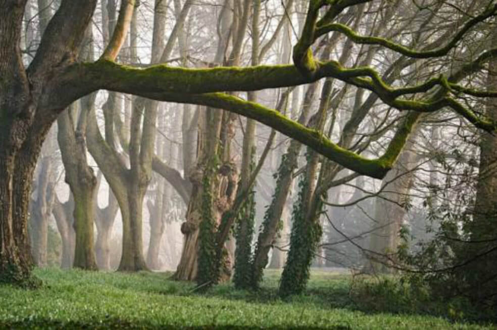 Descubren restos del bosque fósil más antiguo del mundo