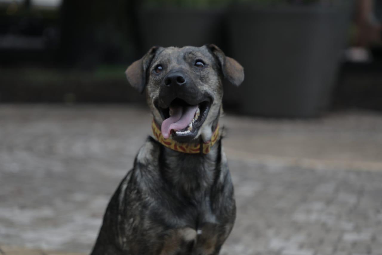 Buscan héroes que quieran ayudar o rescatar a perros y gatos en Bogotá