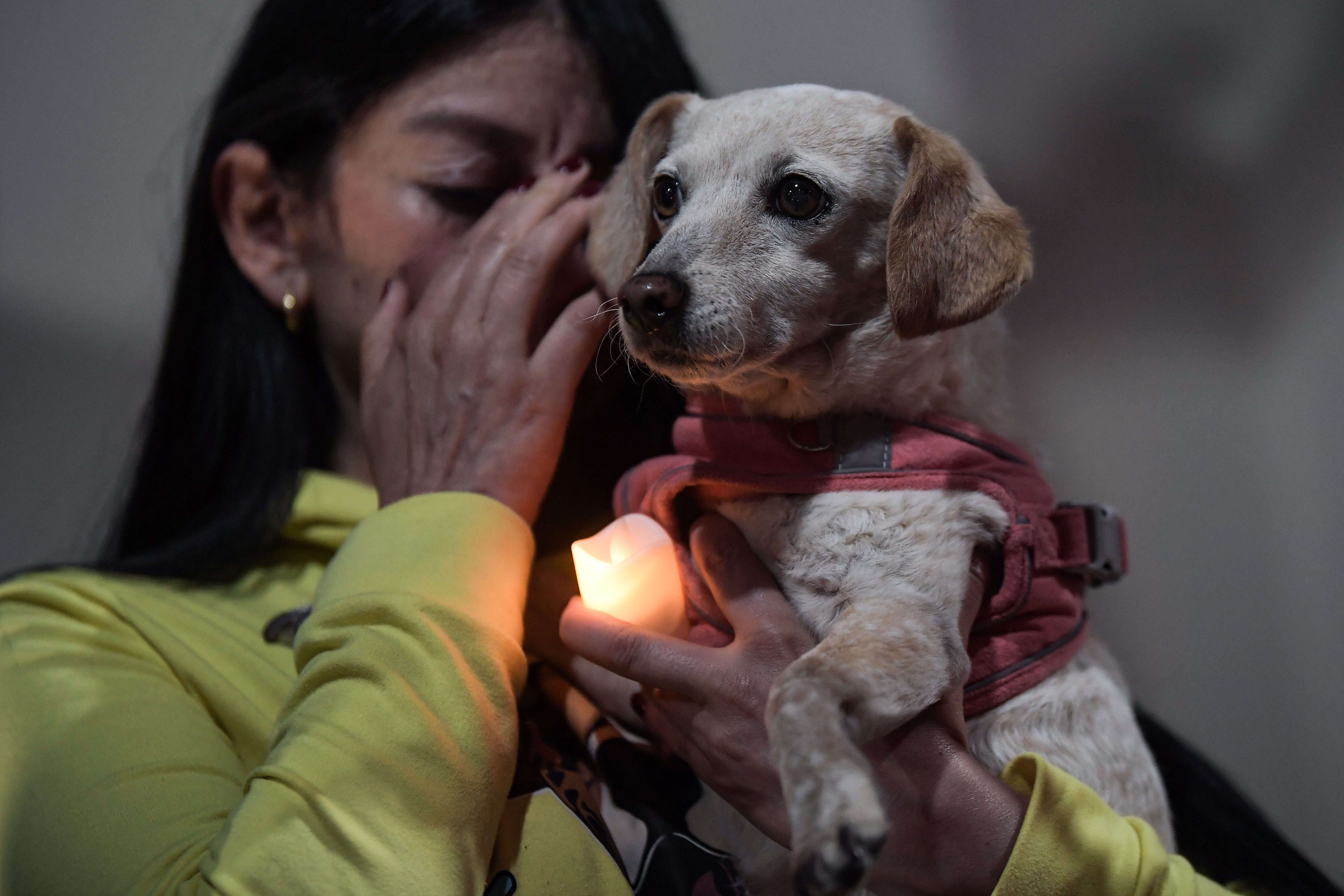 Lo que viene: los cambios que auguran mejores días para el bienestar animal