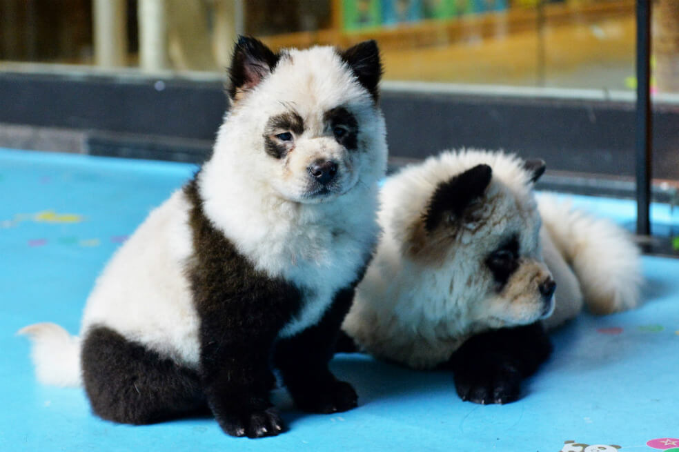 Debate por moda de teñir perros para que parezcan pandas