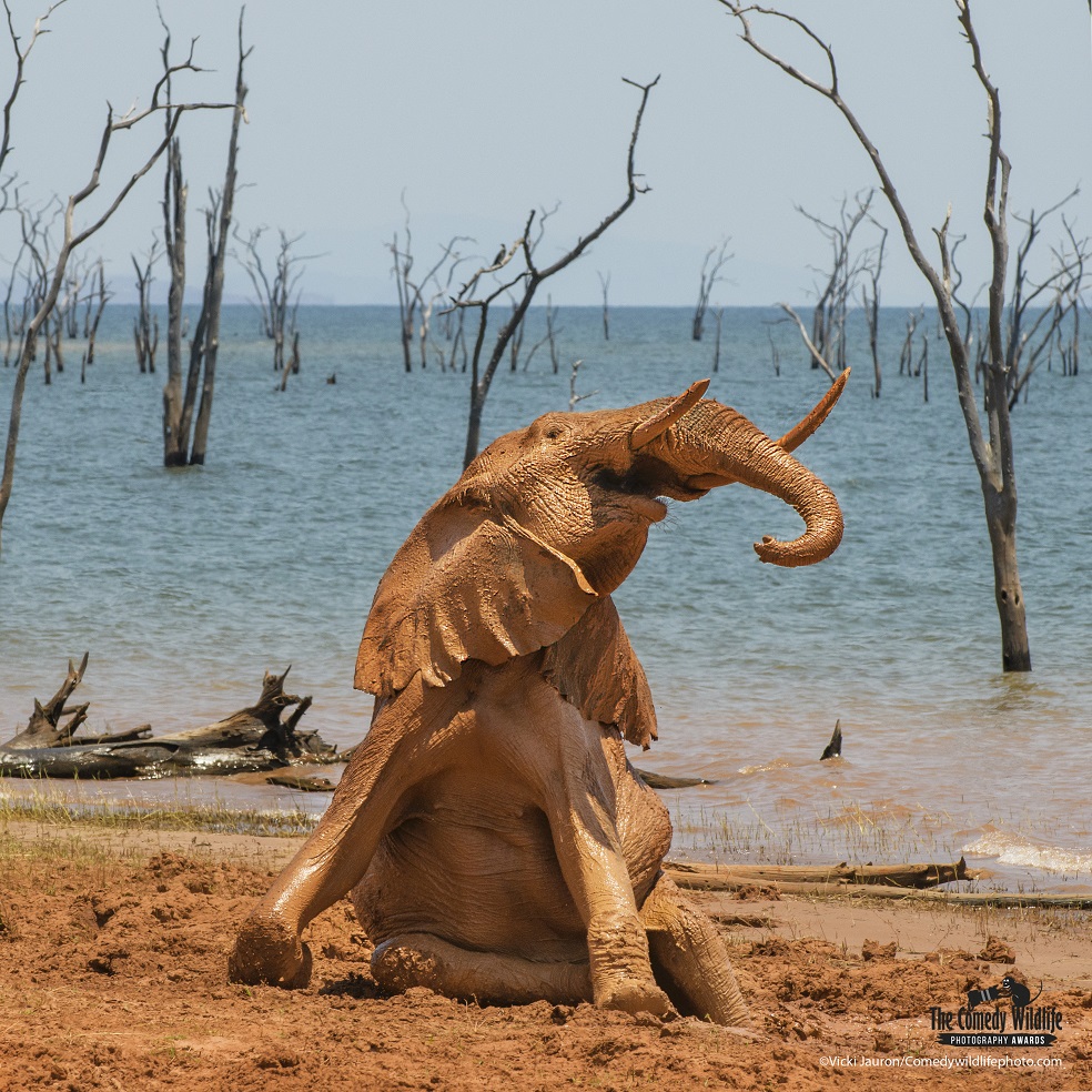 The Comedy Wildlife Photography Awards