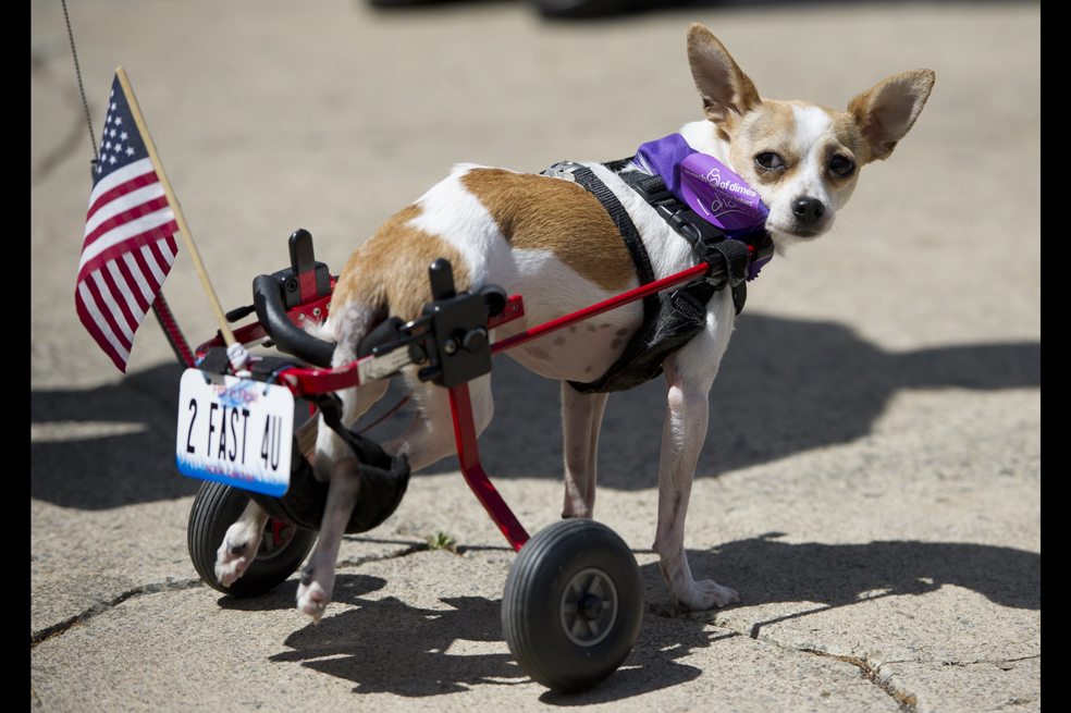 Carrera de chihuahuas