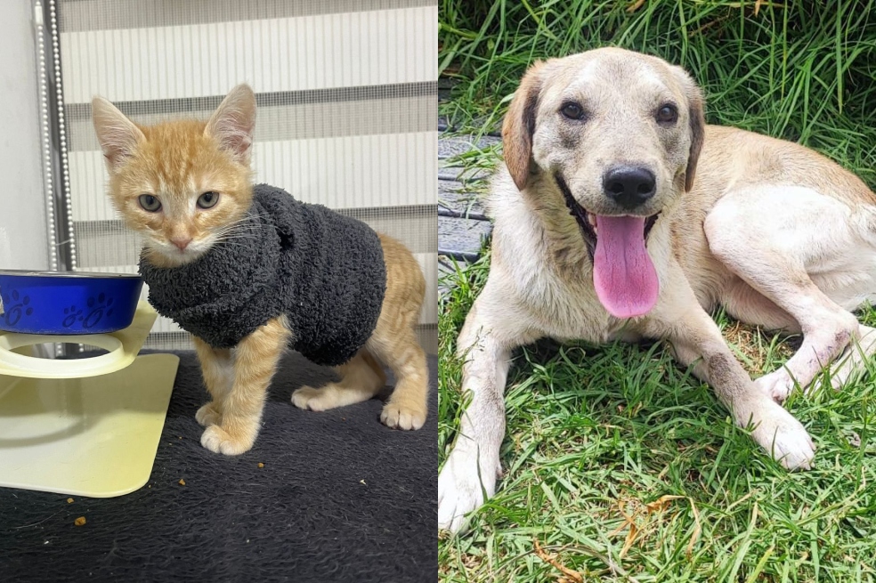¿Su sueño es adoptar un perro o gato? Este sábado podrá hacerlo realidad en Bogotá