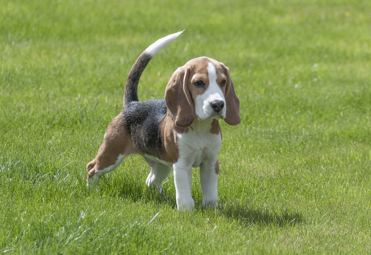 Cinco ventajas de tener un perro beagle en casa