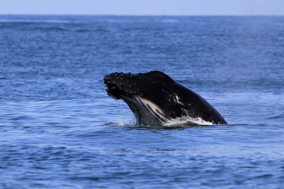 Por ‘objetivos científicos’, Japón mata 333 ballenas en el Antártico