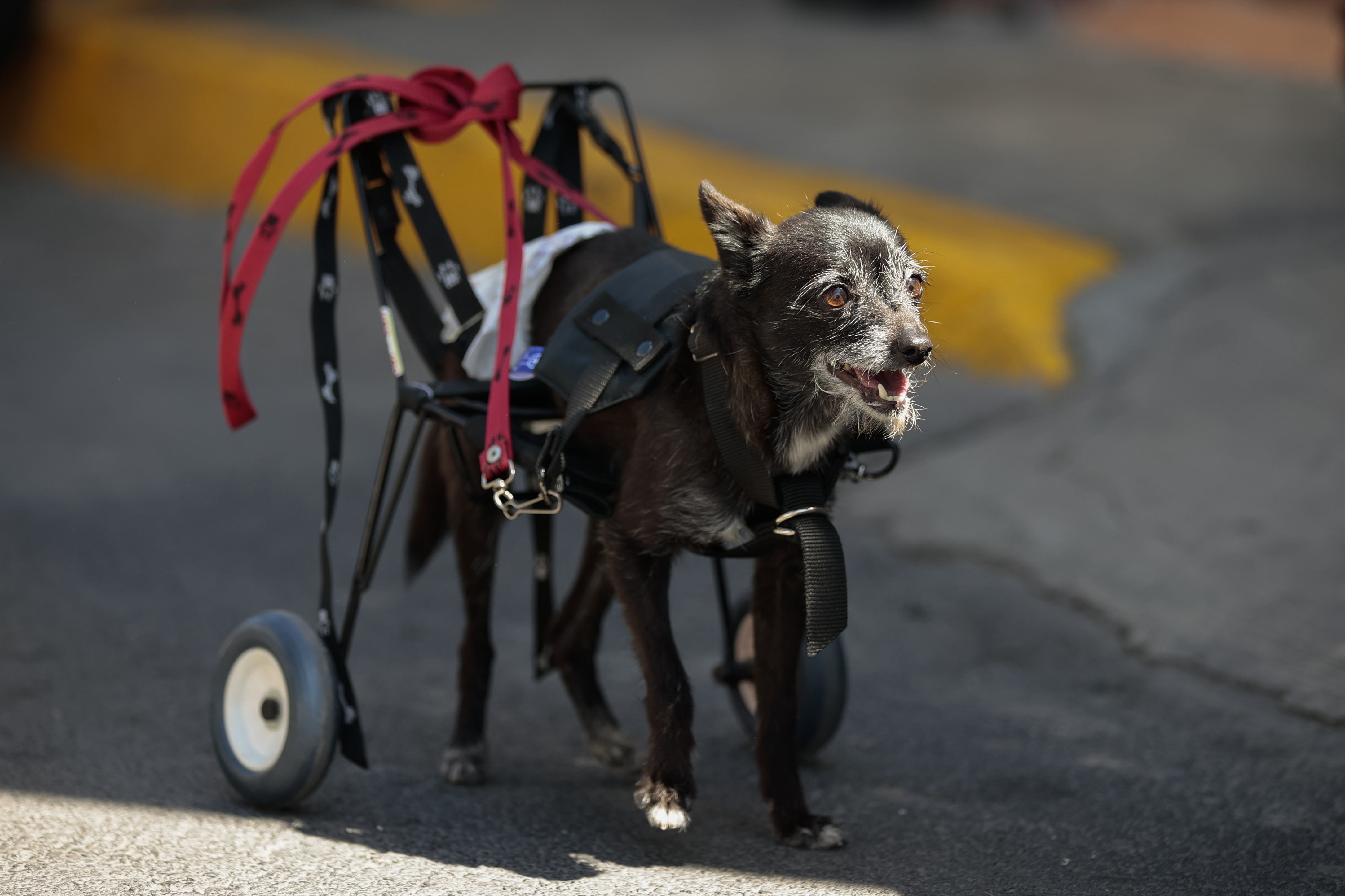 MEX6800. CIUDAD DE MÉXICO (MÉXICO), 20/02/2023.- La perra "Lola" camina con una prótesis en sus patas traseras fabricada en un centro de rehabilitación, el 17 de febrero de 2023, en Ciudad de México (México). Evitar la eutanasia es el lema de organizaciones como Car-can, un centro de medicina alternativa en la capital mexicana que en este Día Mundial de Amar a tu Mascota levanta la voz para que los animales tengan una segunda oportunidad y mejoren su calidad de vida. EFE/José Méndez