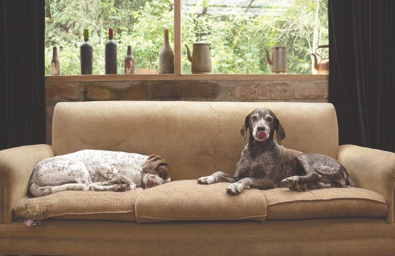  “Los perros”, la foto ganadora por Colombia.  / Juan Camilo Arias 