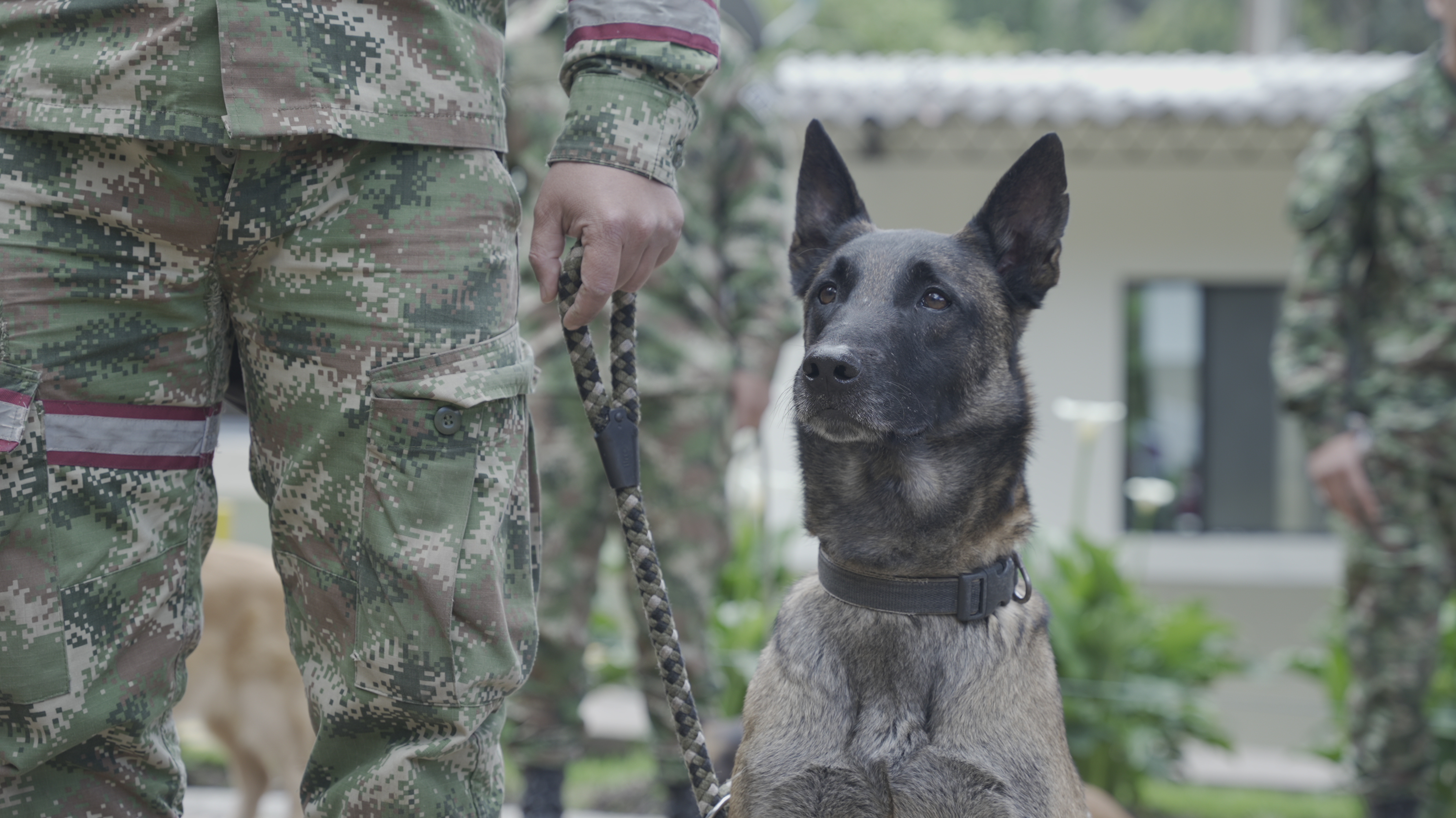 Perros en operaciones militares: ¿es hora de replantear su uso para la sociedad?