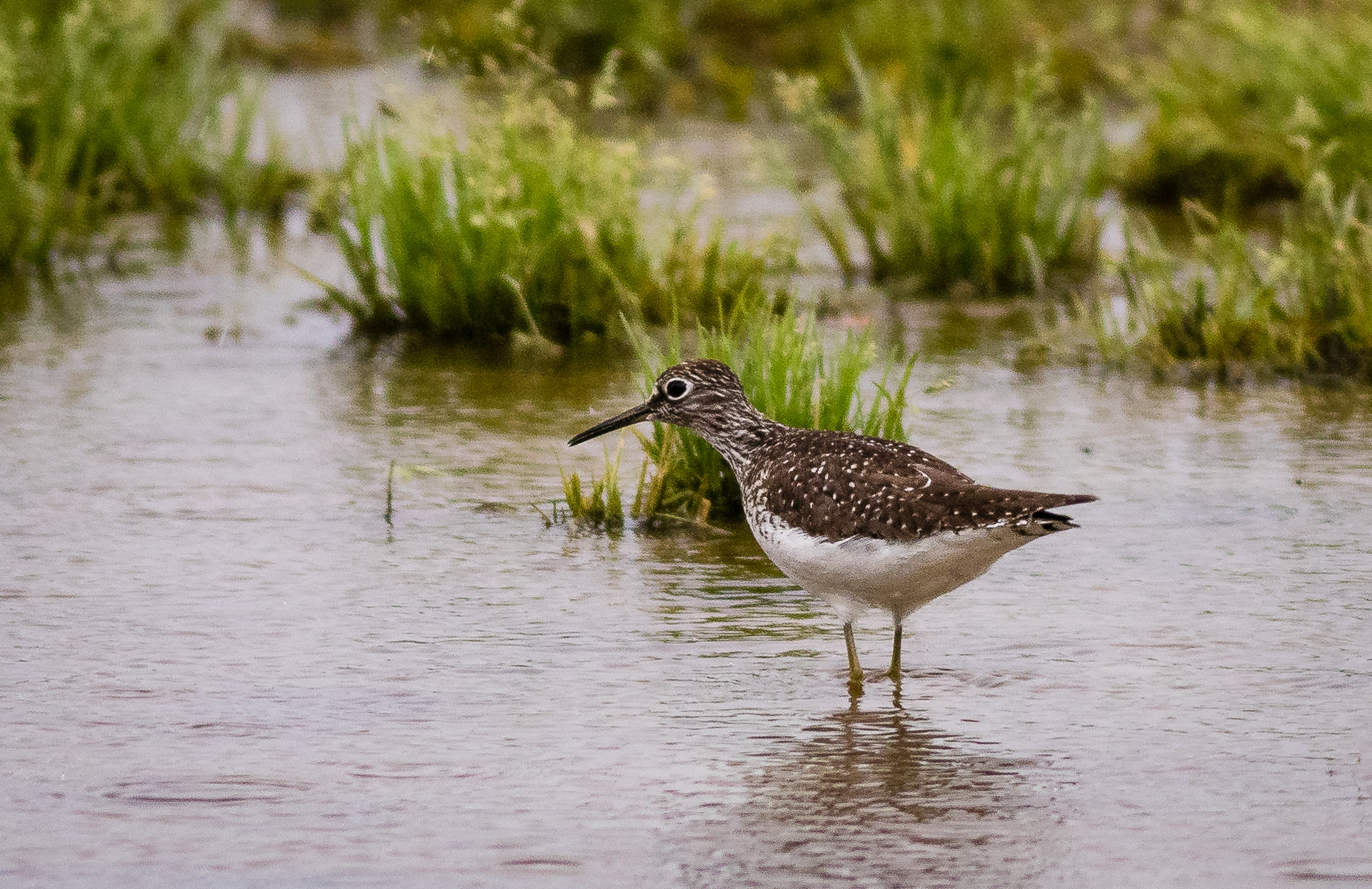 Solidary sandpiper - by Kent Mason.JPG