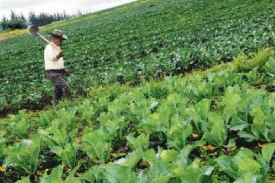 Con incentivos financieros buscan proteger ingresos de productores agropecuarios