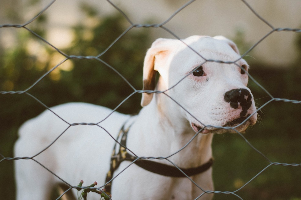 Así afecta la pólvora a los refugios y albergues que cuidan animales en Colombia