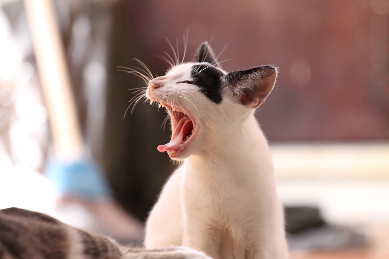¿Cuántas veces hay que cepillar los dientes a un gato?