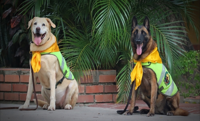 Nika y Estrella, perritas policía que ayudaron a salvar vidas, buscan hogar para su retiro