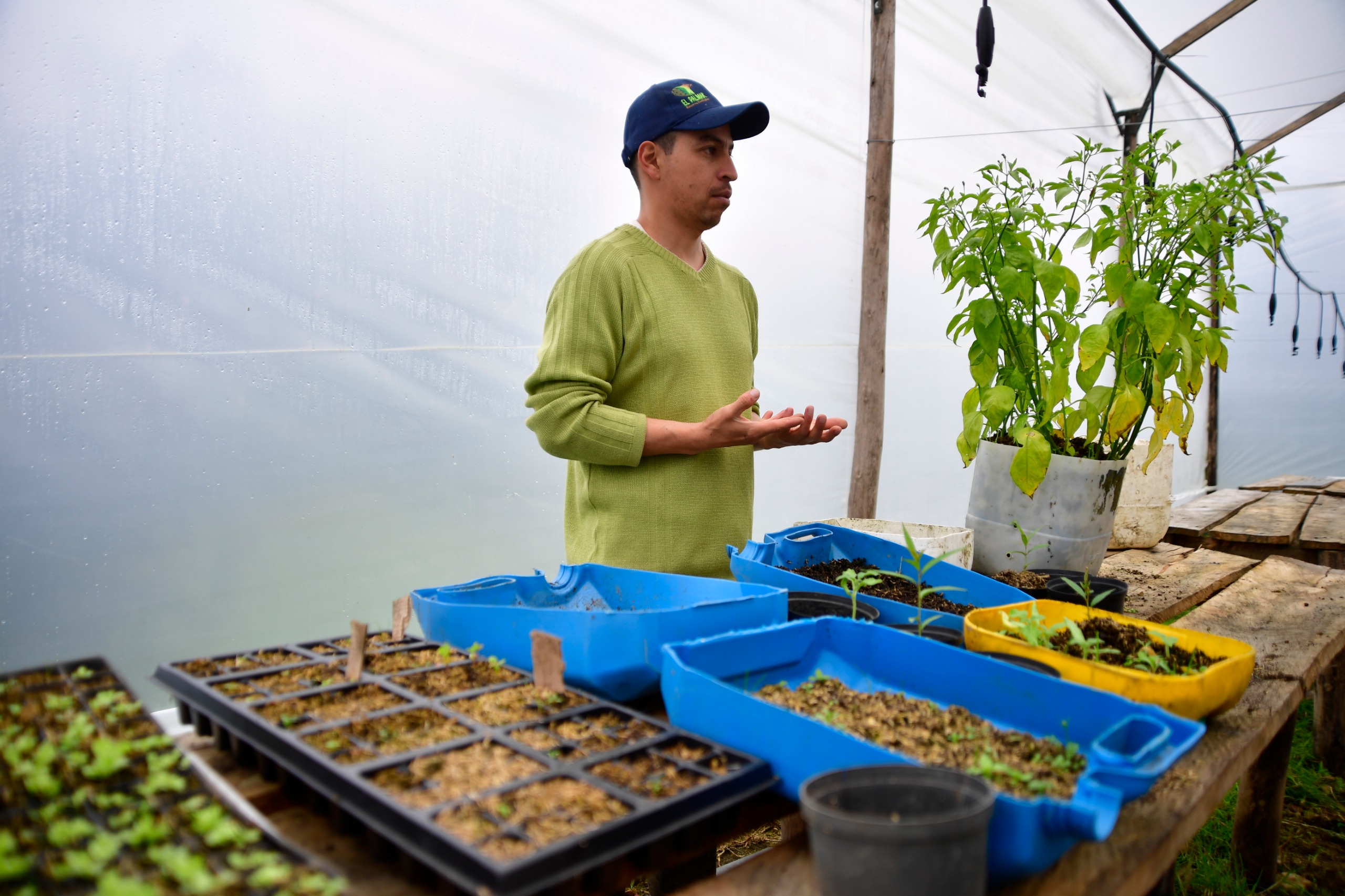 Invernadero financiado por el fondo del agua y, en el cual, los Avellaneda cultivan especies nativas del bosque andino para preservarlo y restaurar el corredor ecológico del oso andino.