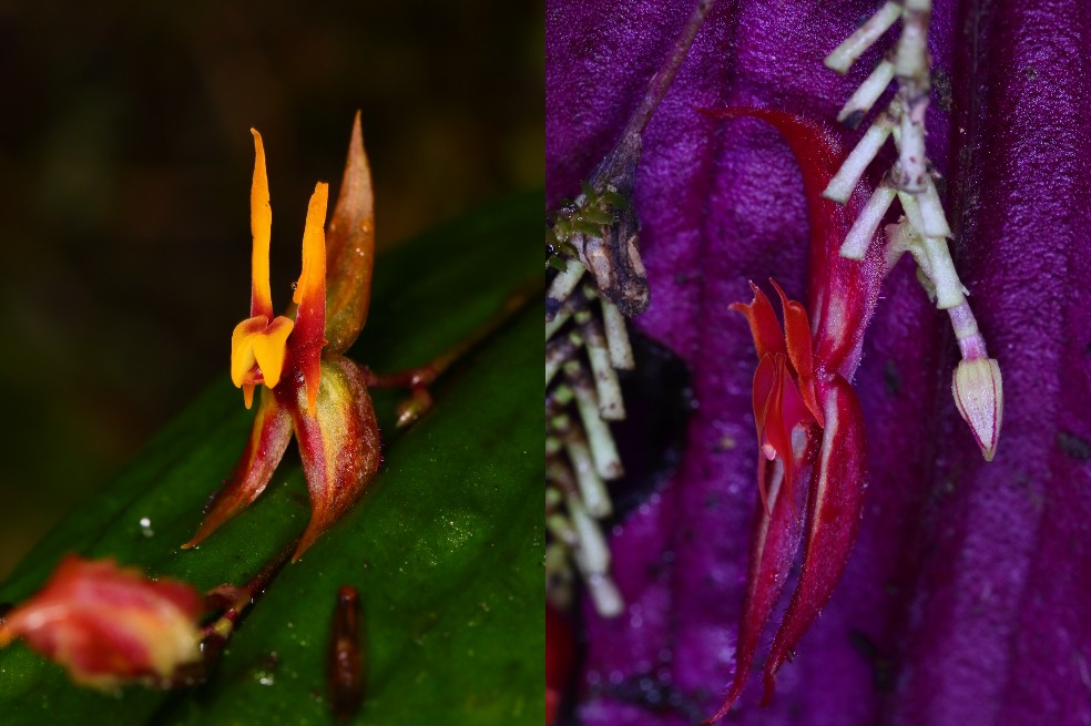 Orquídeas