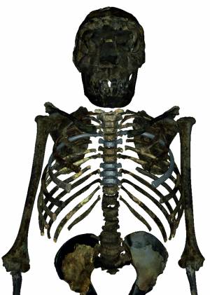 Reconstrucción del esqueleto del H.erectus juvenil de 1,5 millones de años hallado en Kenia. La caja torácica era más profunda, ancha y corta que en los humanos modernos, lo que sugiere una forma corporal más robusta y un volumen pulmonar mayor.