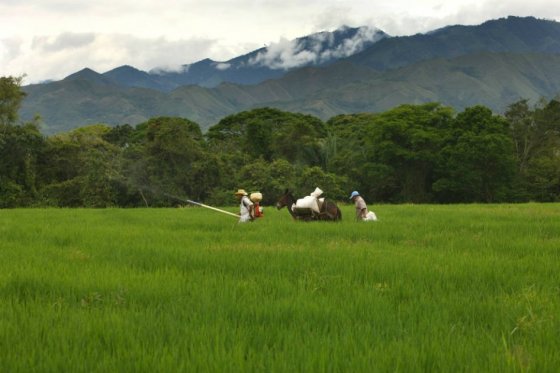 Gobierno autoriza importación de 250.000 toneladas de arroz