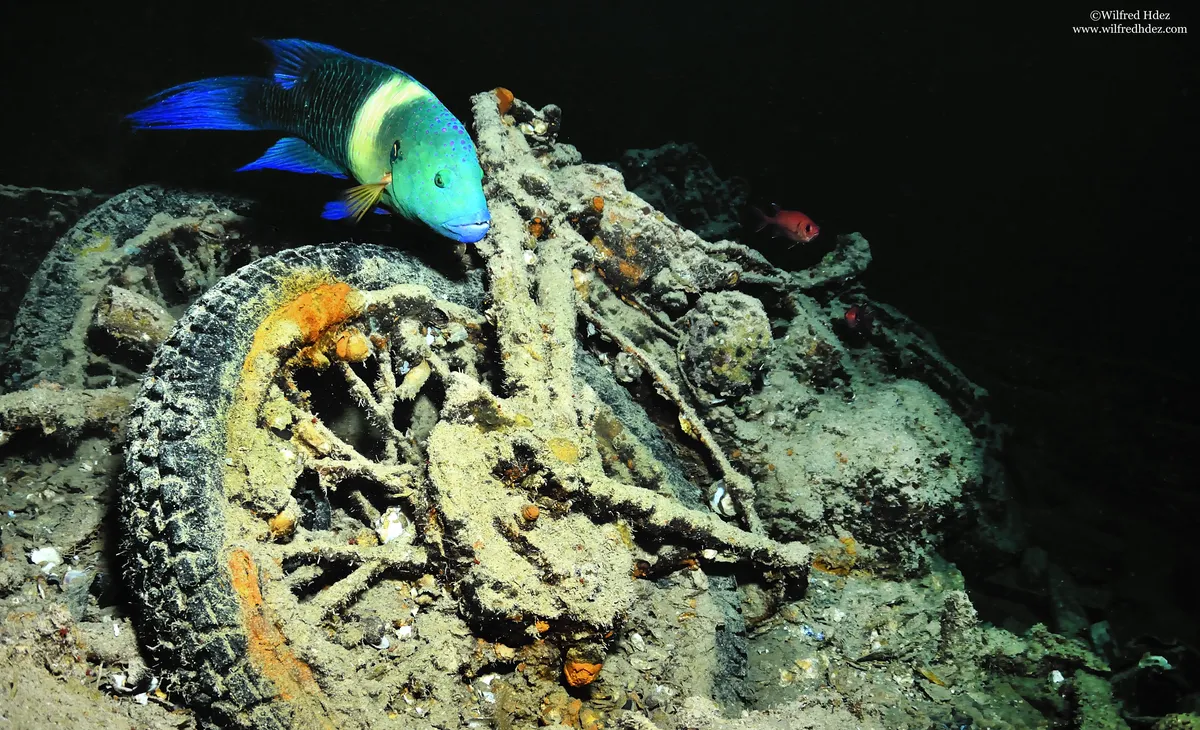 El arrecife de coral que crece en un barco náufrago de la Segunda Guerra Mundial