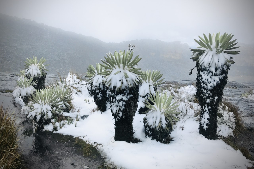 Anulan concesión minera que abarcaba zonas de la reserva forestal El Cocuy