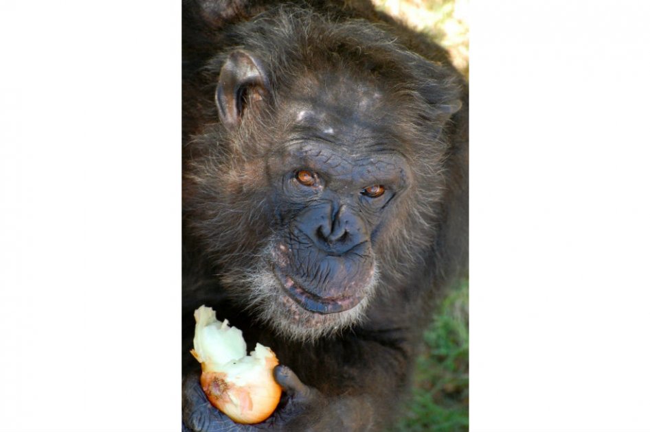Los chimpancés, potenciales cocineros