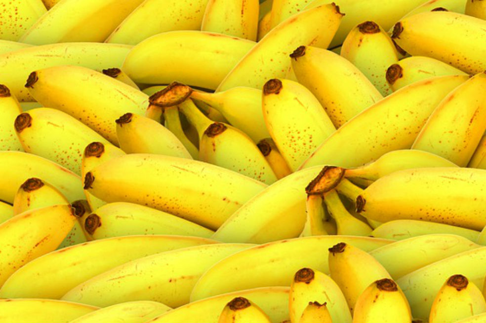 FAO pide 98 millones de dólares para combatir enfermedad de los bananos