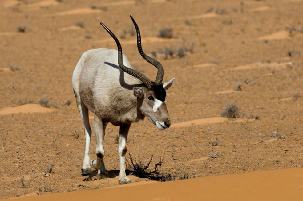 Petrolera china amenaza la mayor reserva natural de África