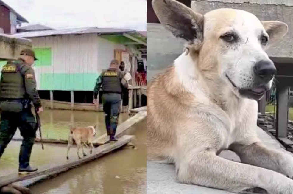 El Chocó tiene un héroe de cuatro patas: conozca a Mocho y valiente labor