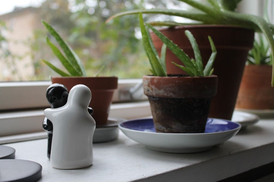 ¿Dónde colocar la planta de sábila en la casa? Aquí le damos algunos consejos