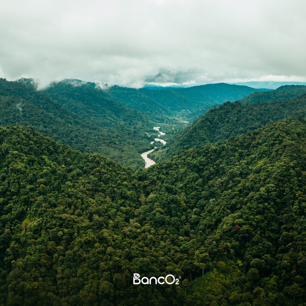 ¿Sabías que las comunidades rurales son las protectoras de los bosque y ecosistemas más importantes del país?