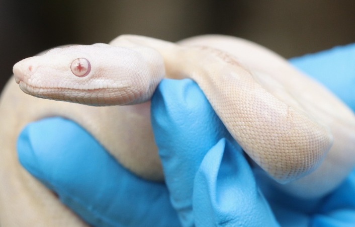 Rescatan en el Huila una boa constrictor albina, ejemplar poco común en el mundo