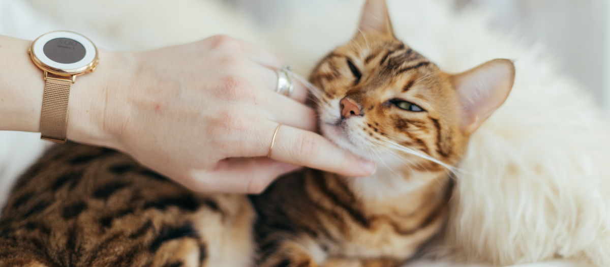 ¿Por qué los gatos se suben encima de las personas? Mira aquí 4 razones